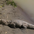 Krokodil am Awash River