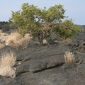 Lava-Landschaft mit Baum