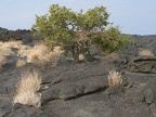 Lava-Landschaft mit Baum