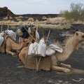 einige der Kamele, die das Material trugen