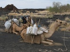einige der Kamele, die das Material trugen