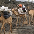  Kamele mit unserem Transport-Material