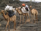  Kamele mit unserem Transport-Material