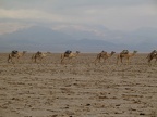 Salztransport-Kamele gegen Hochland-Berge