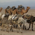 Kamele und Esel