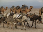 Kamele und Esel