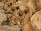 wartende Kamele