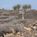 Steinlandschaft mit Drachenbaum