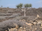 Steinlandschaft mit Drachenbaum
