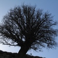Baum gegen Himmel