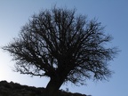 Baum gegen Himmel