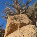  Felsen mit trockenem Baum