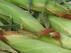  Markt: Maiskolben