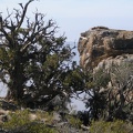 knorriger Baum und Felsklippen