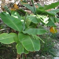 Bananenpflanzen