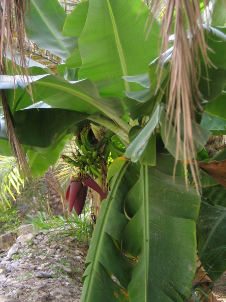 349_4943_Wadi_Tiwi_Bananenpflanze.JPG