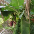 Bananenpflanzen