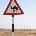 Obacht Kamele!