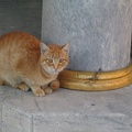 Katze am Eingang des Mausoleums Sultan Süleymans des Prächtigen