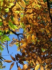 Kastanienblätter in Herbstfarben