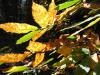 Kastanienblätter in Herbstfarben