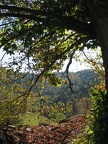 Kastanienbaum im Gegenlicht, bei Pialouzet