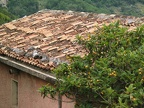 Hausdach mit Aprikosenbaum, in Fara San Martino