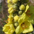 Königskerzen-Blüte