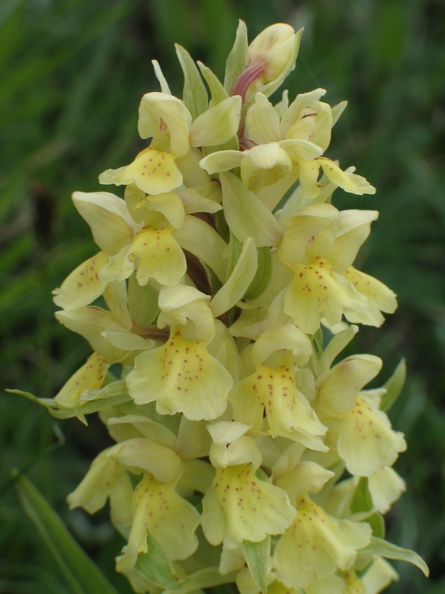 307_0750_Provence-Orchidee.JPG