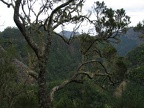 flechtenbehangener Baum gegen Berglandschaft