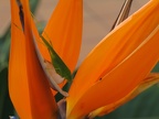 Heuschrecke auf Strelitzien-Blüte