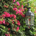 <em>Quinta das Cruzes</em>, Laterne mit roten Blüten