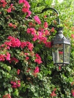 Quinta das Cruzes, Laterne mit roten Blüten