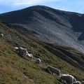 am Torrenthorn-Anstieg, mit Schafen