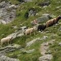 Schafe am Weg
