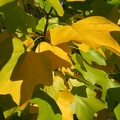 Herbstlich gefärbte Blätter eines Amerikanischen Tulpenbaumes