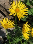 drei Alpenblumen (Näheres noch klären, sobald ich mein Alpenblumenbuch wiederfinde!)