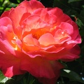 Arleqin-Rose