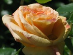 Biarritz-Rose