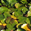 Blätter von Weißen Seerosen-Pflanzen