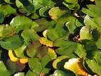 Blätter von Weißen Seerosen-Pflanzen