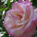Händel-Rose