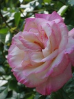 Händel-Rose