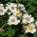 Heckenrosen-Blüten