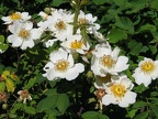 Heckenrosen-Blüten