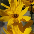 Helianthus-Blüten