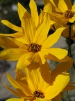 Helianthus-Blüten