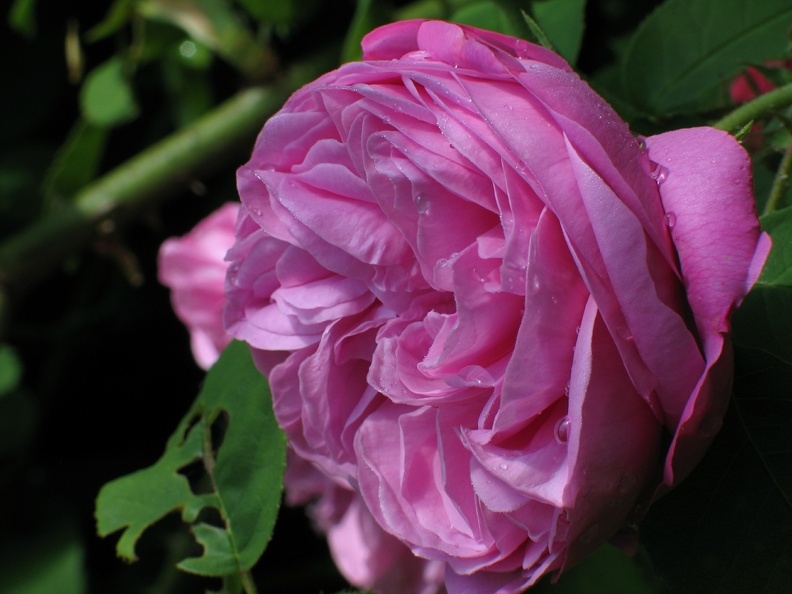 222_2234_Provence-Rose(gut).JPG