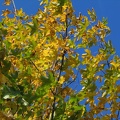 Herbstlich verfärbter Ahornbaum im Rißbachtal