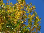 Herbstlich verfärbter Ahornbaum im Rißbachtal